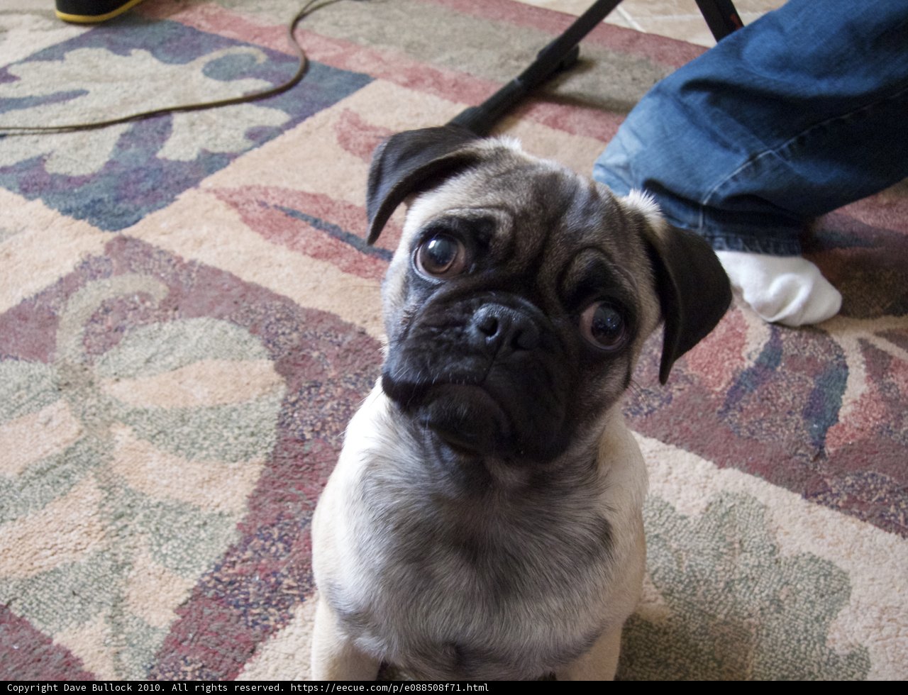 Pug lounging on carpet