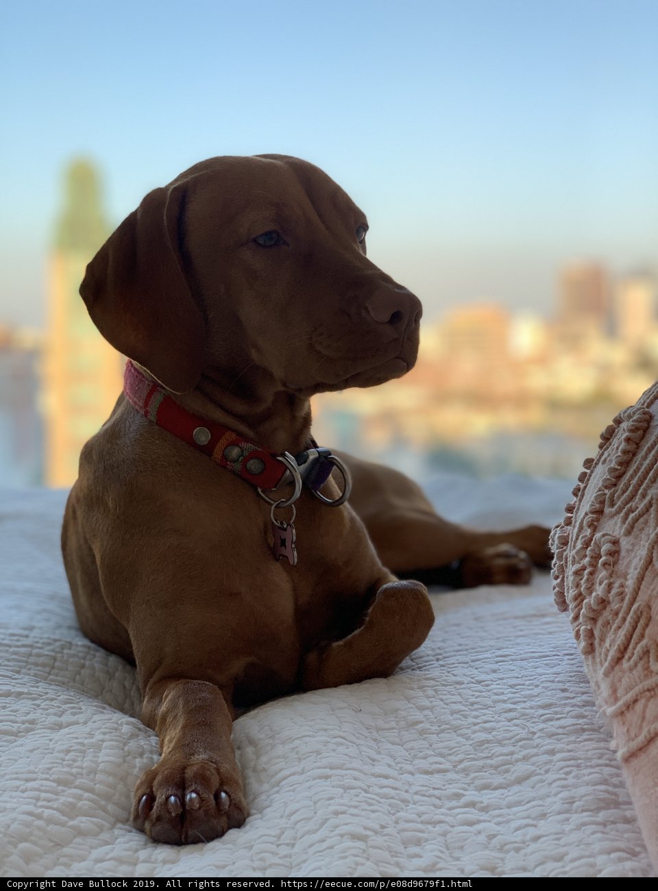 Lazy Sunday with my Vizsla Puppy