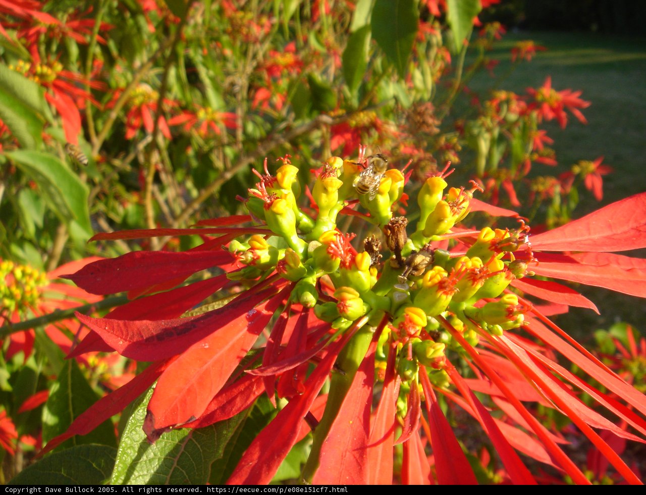 Bumbling Bee on a Red Poinsettia