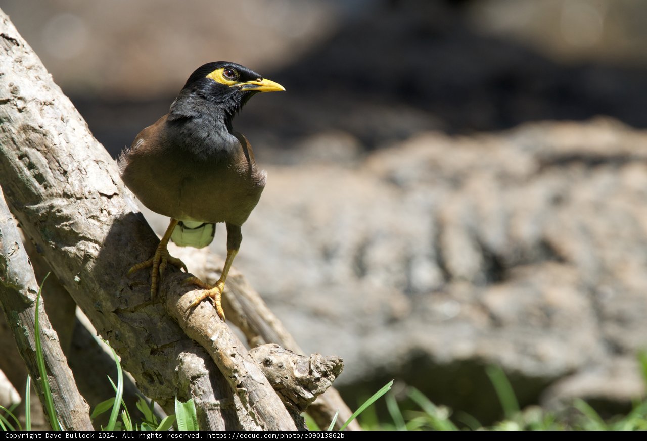 Majestic Stance - The Blackbird of Honolulu Zoo