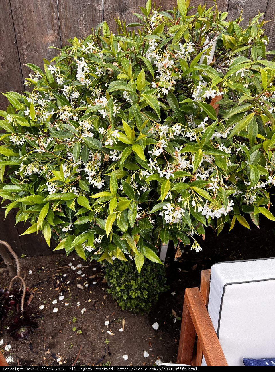 White Flowering Bonsai Tree