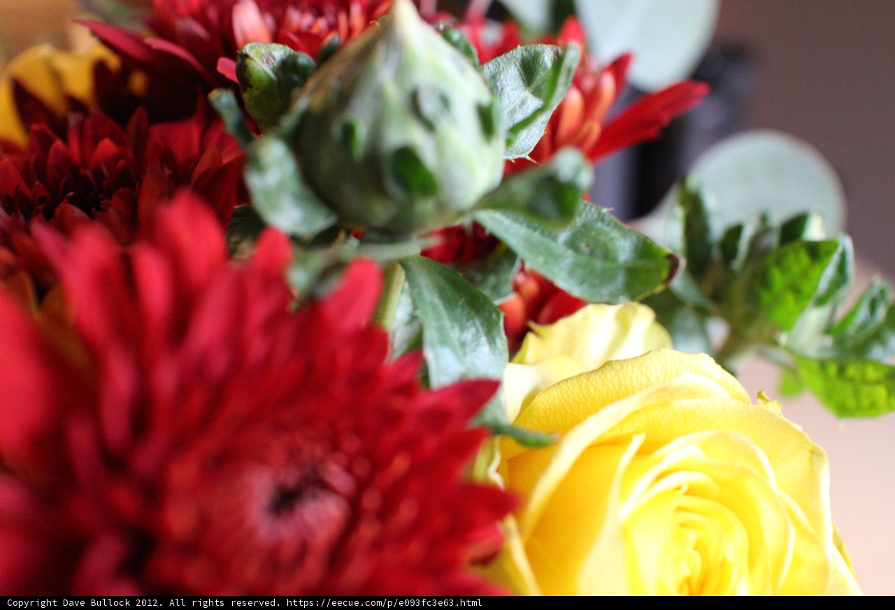 A Colorful Bouquet