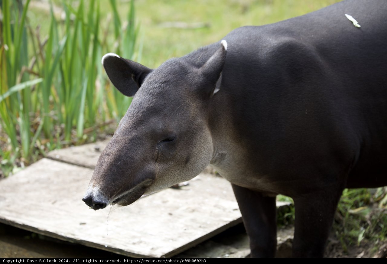 A Serene Encounter with a Tapir at SF Zoo