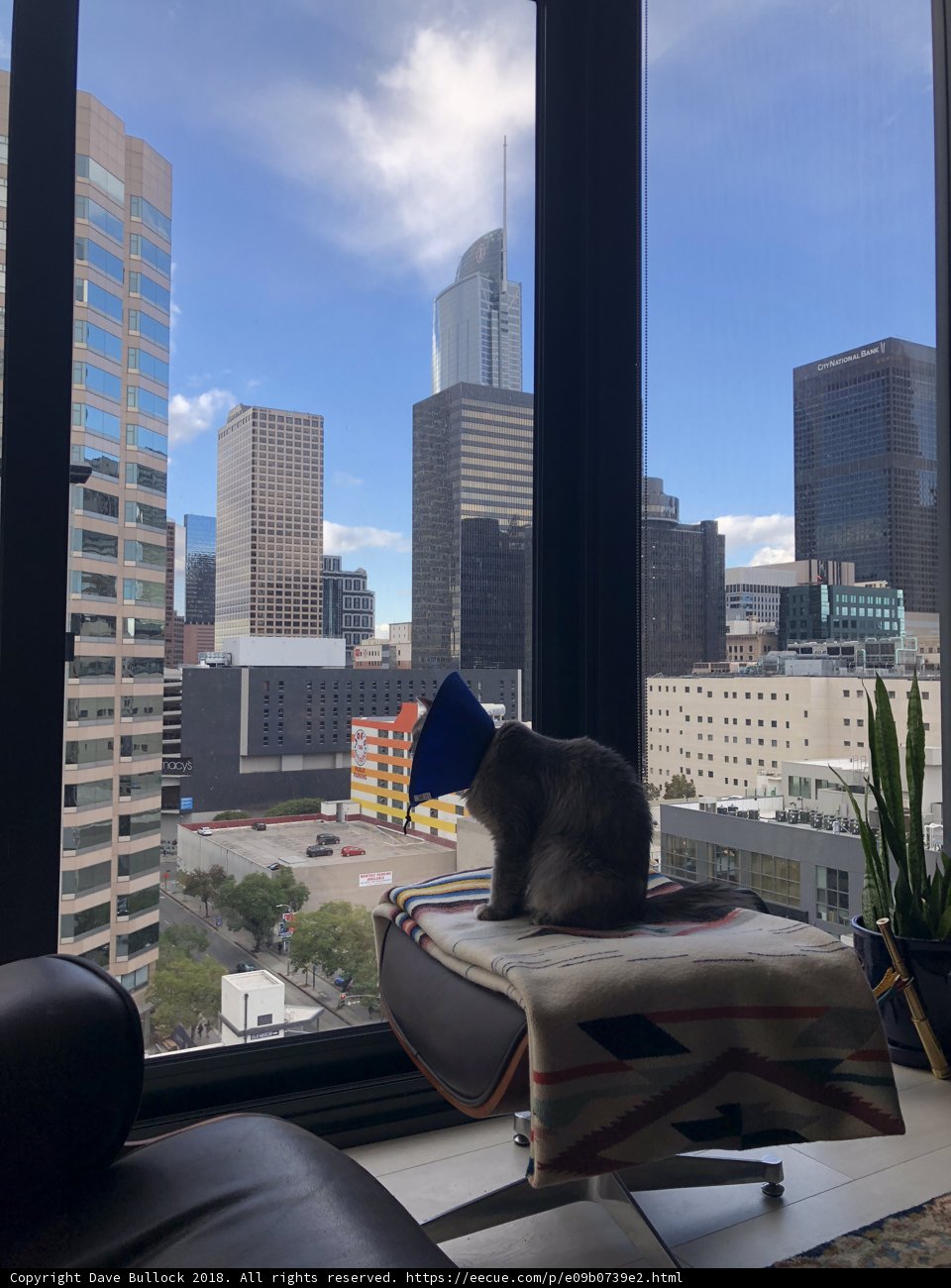 Living Room Cat Gazing at Cityscape
