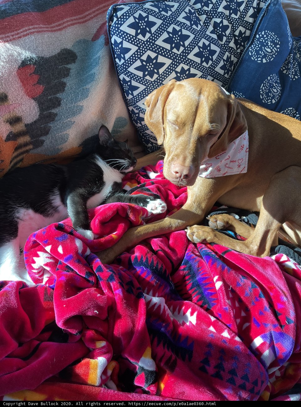 Cozy Friends