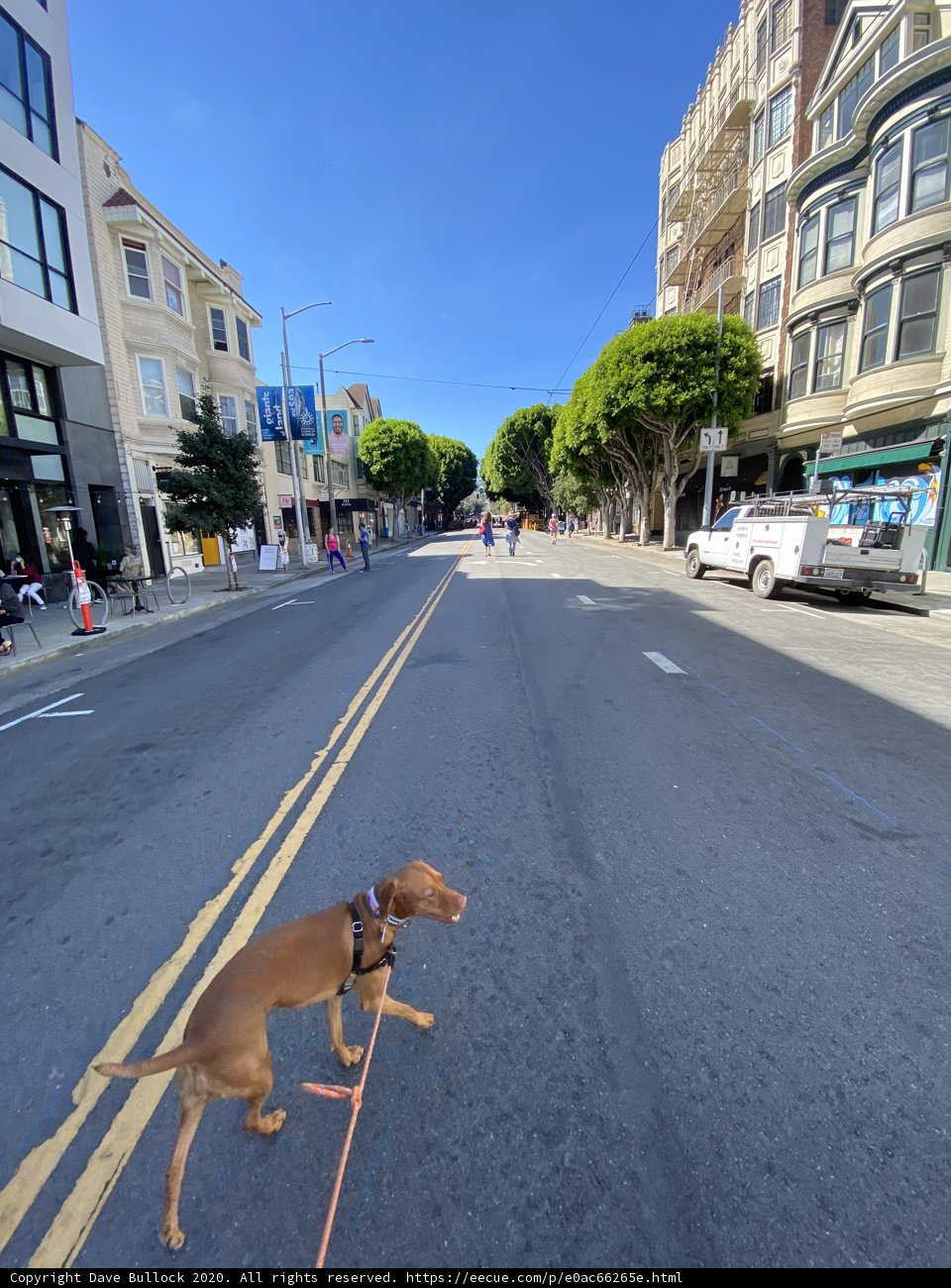 City Pooch