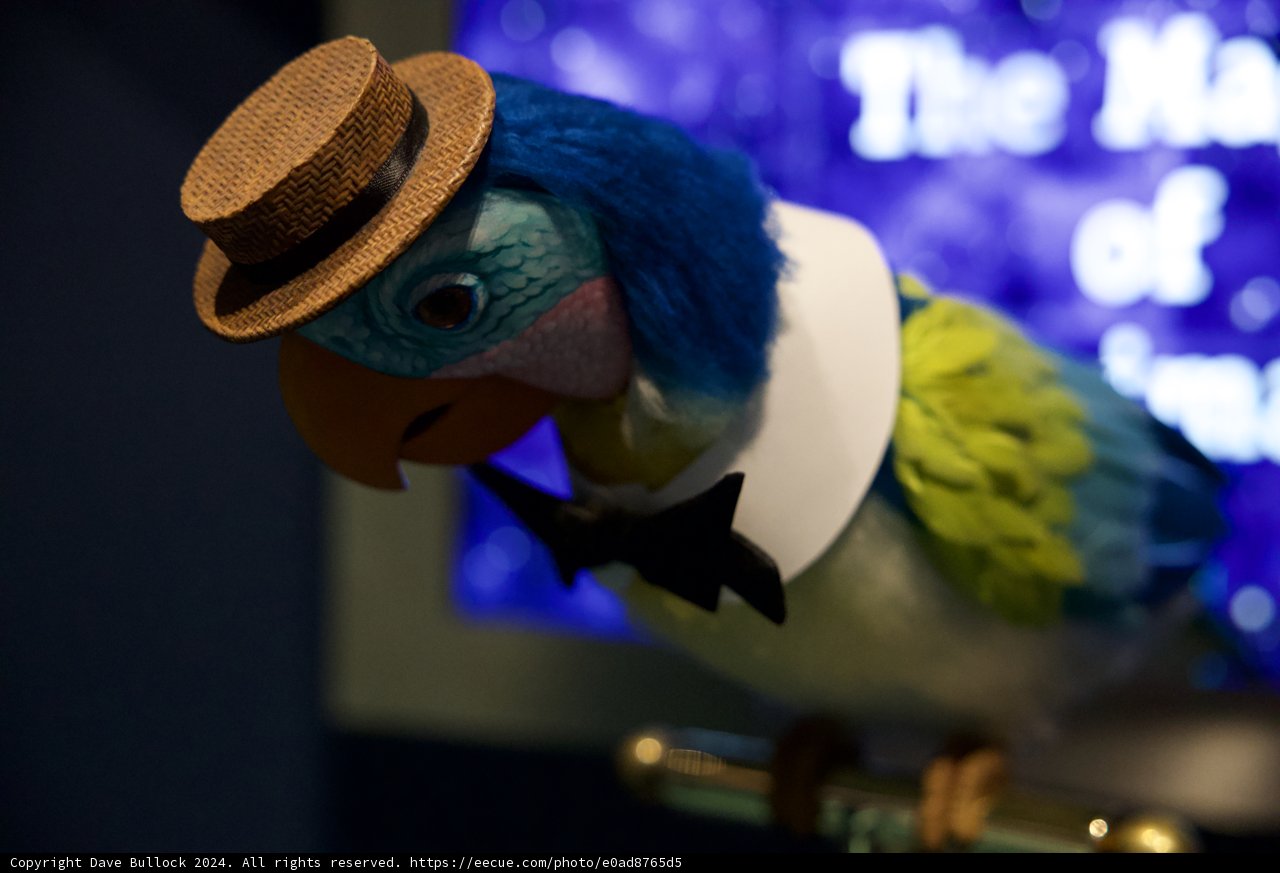 A Dapper Parrot's Day Out