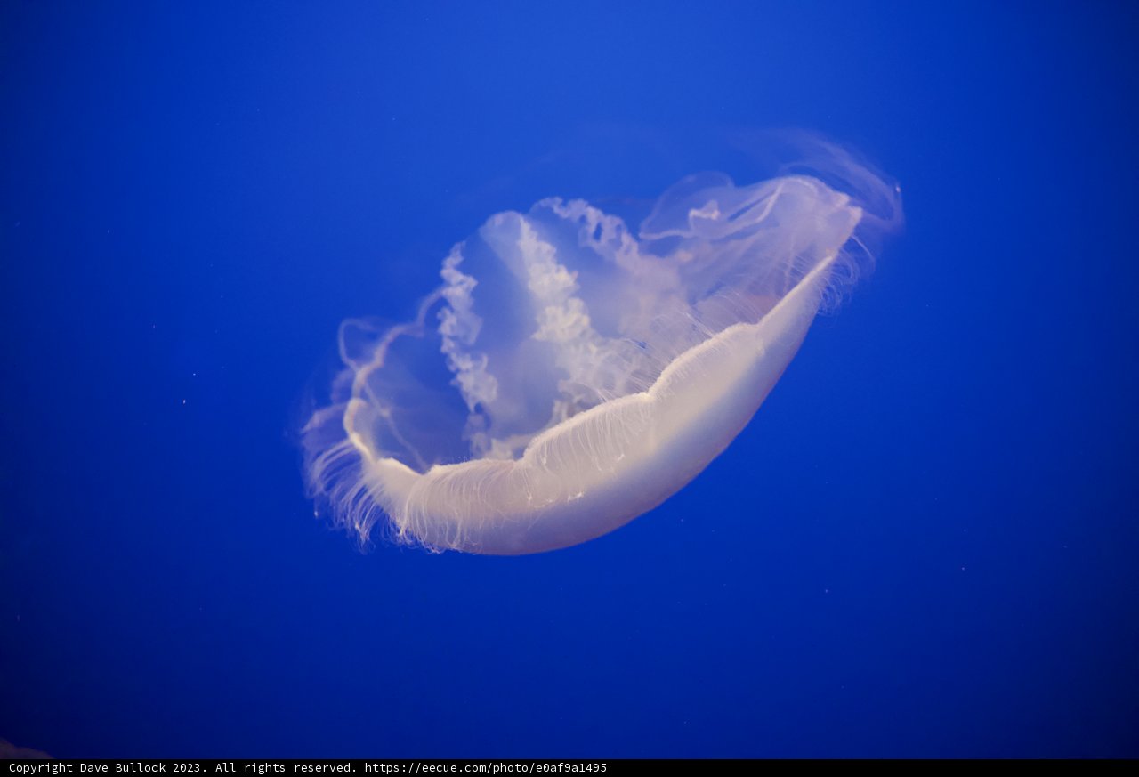 Mystical Dance of the Ocean
