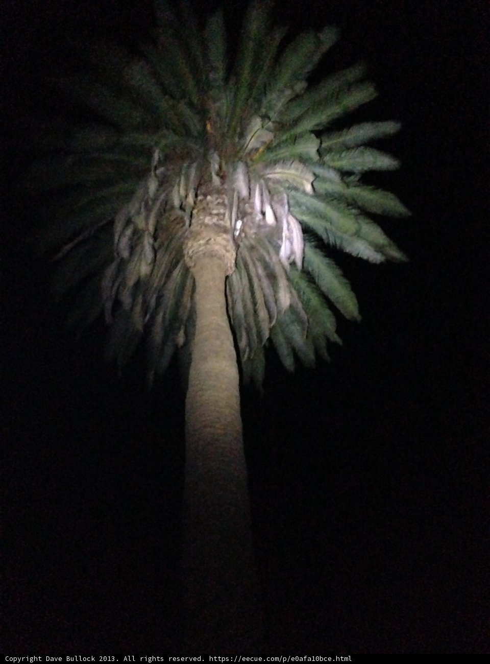 Illuminated Palm Tree in the Altadena Night Sky