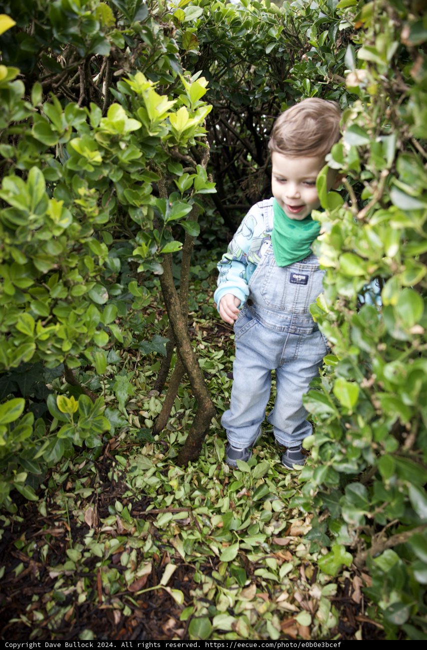 Serenity in Green: Young Explorer Amidst the Foliage
