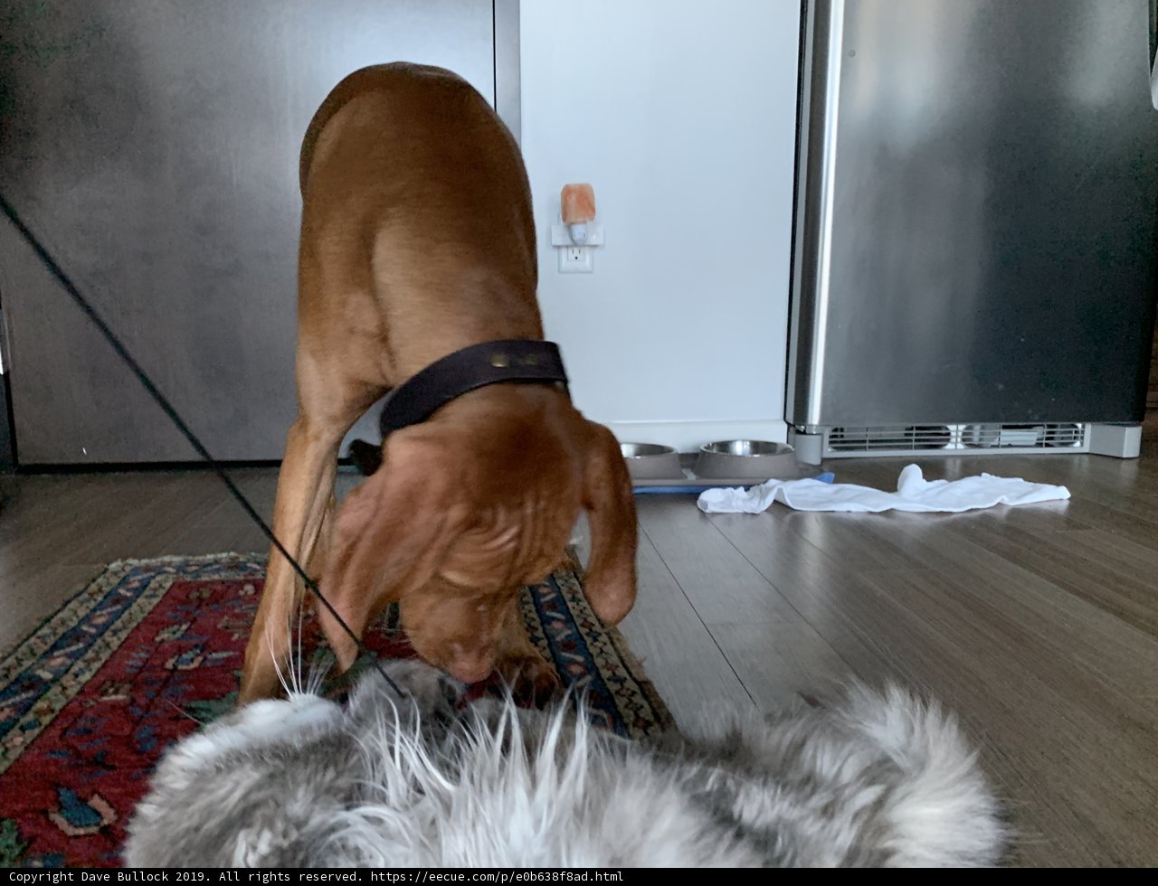 Furry Encounter on Hardwood Floor