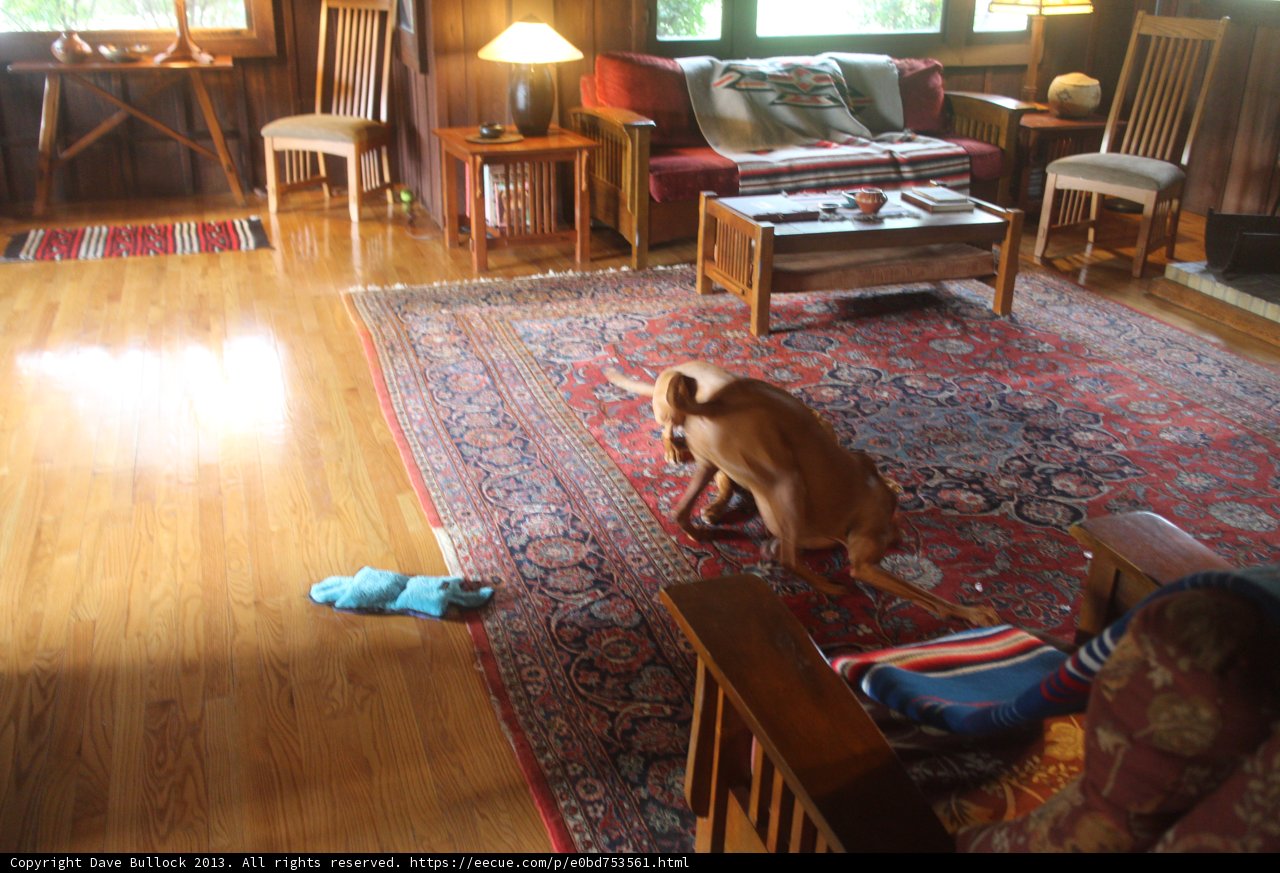 Furry Friend in a Cozy Living Room