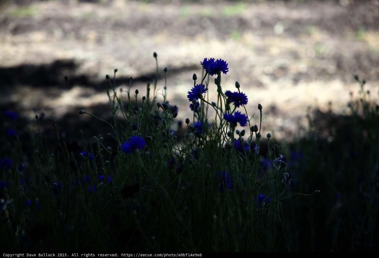 Blooming Cornflowers Along the Countryside Road