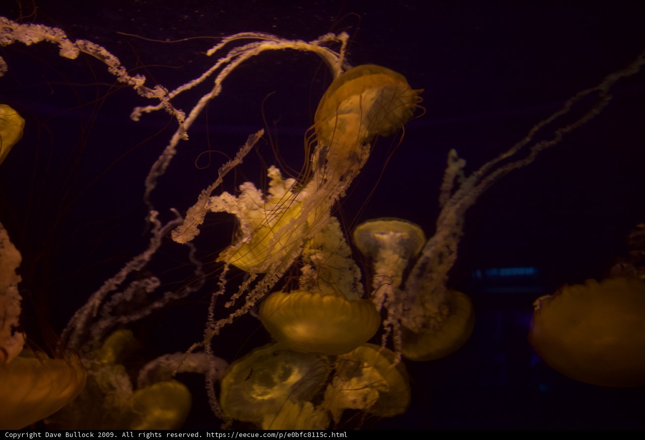 Floating Sea Life