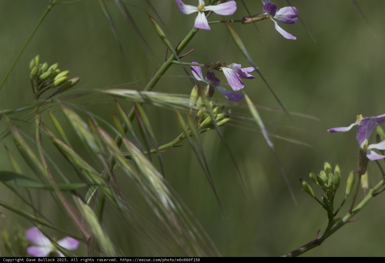 Floral Symphony at Palo Corona