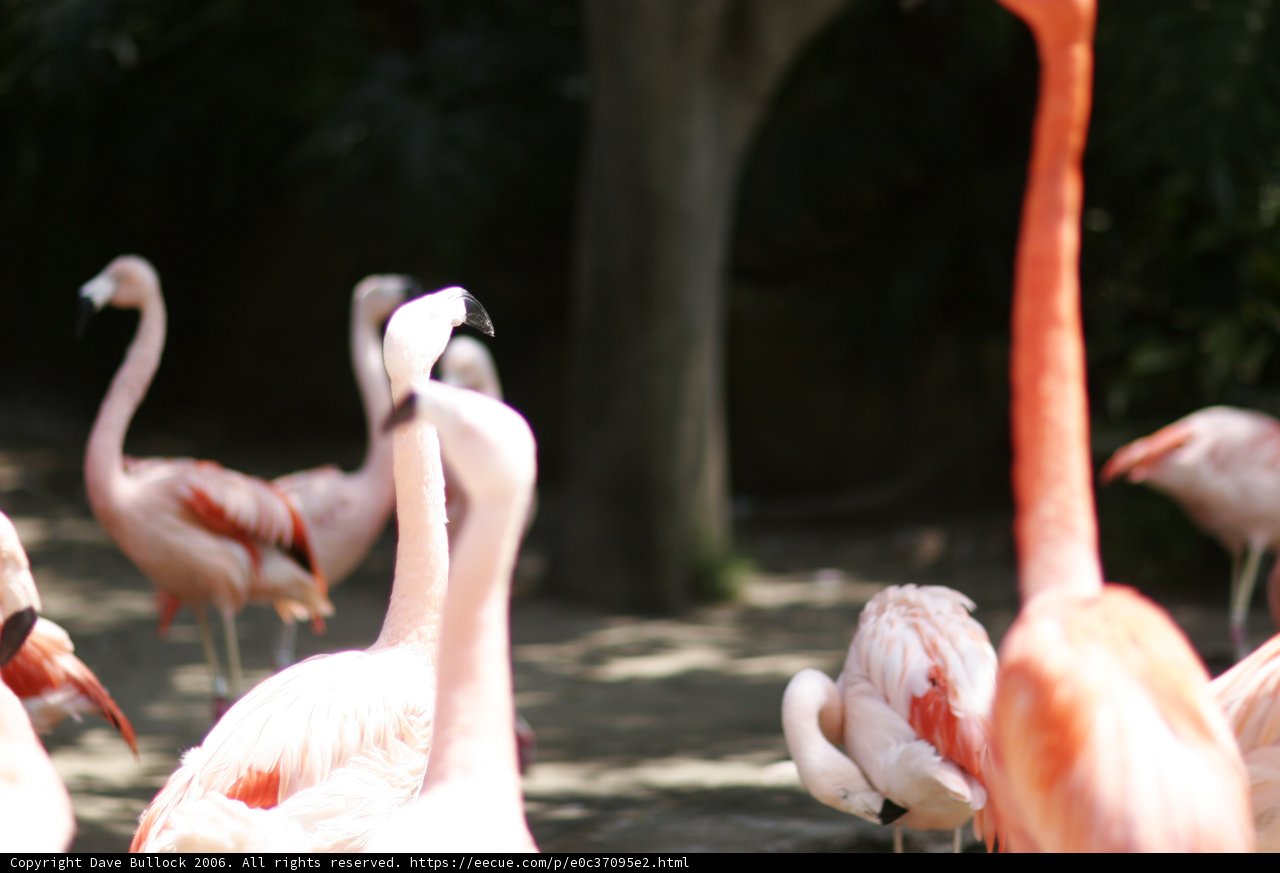 Flock of Flamingos