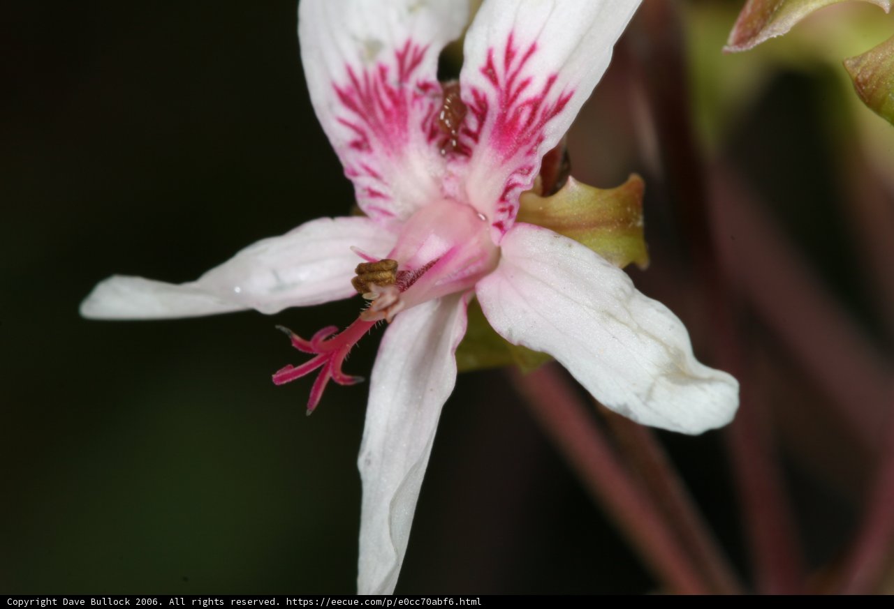 Busy Bee on a Geranium Flower