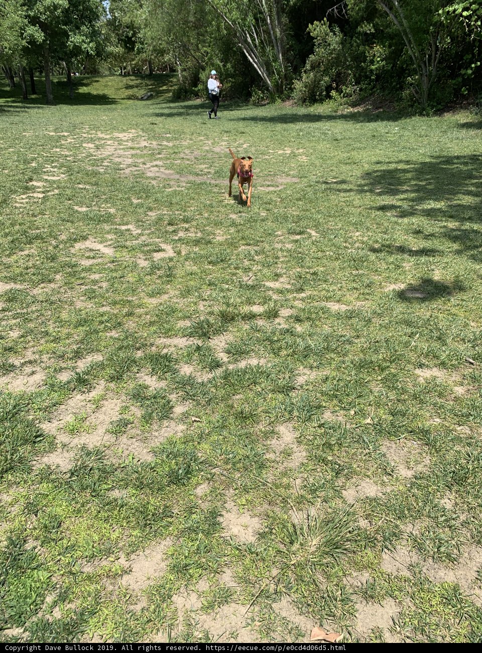 Frisbee Fun in the Park