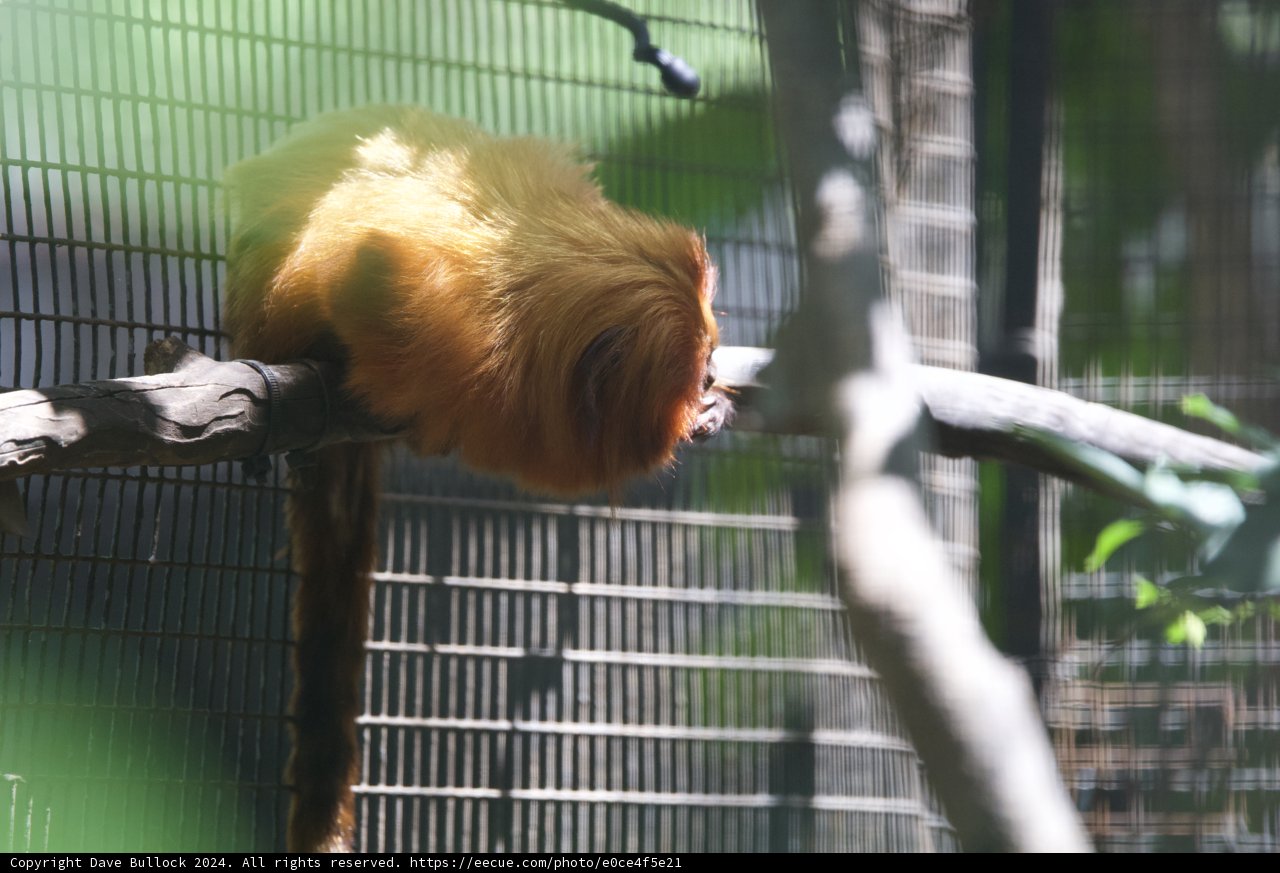 Sunlit Solitude at Honolulu Zoo