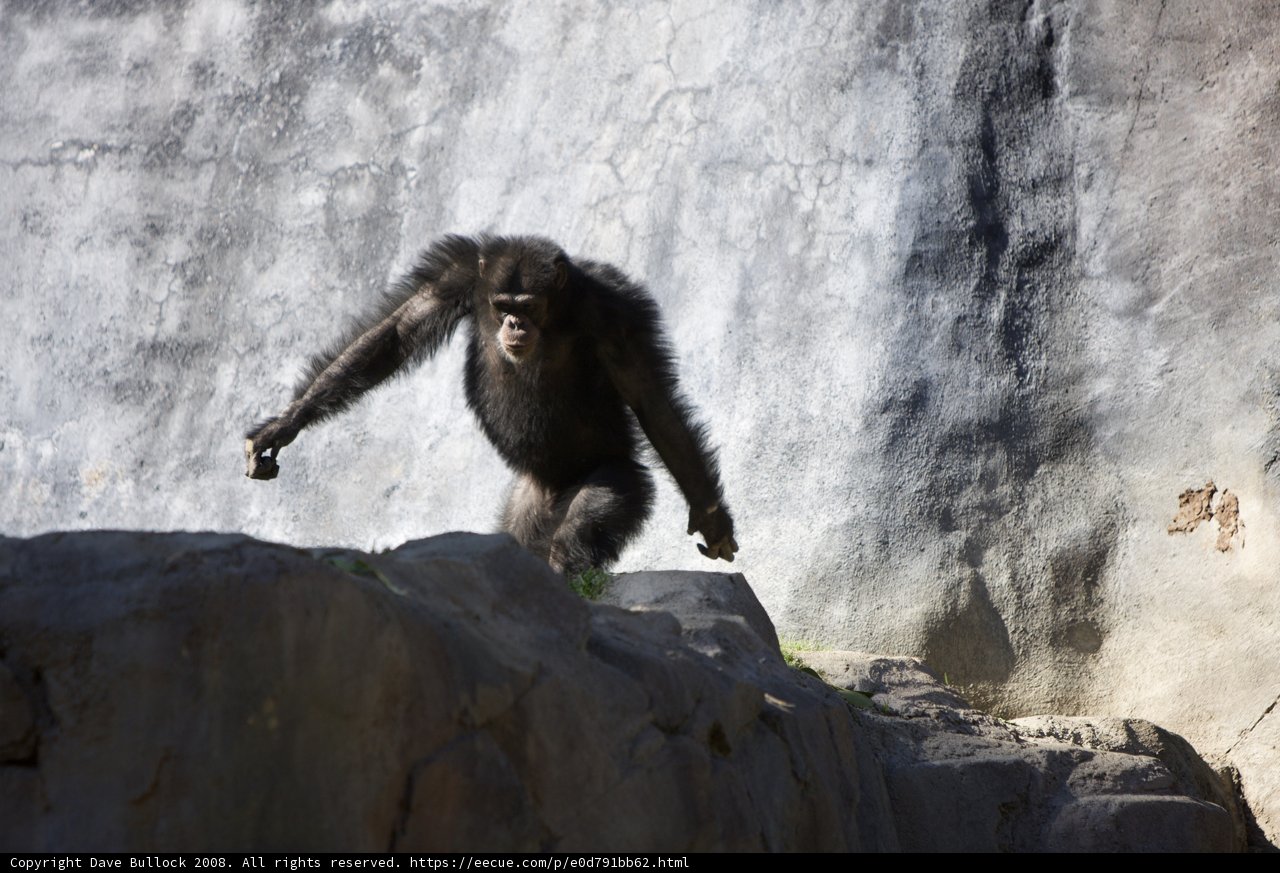 Monkeying Around on the Rocks