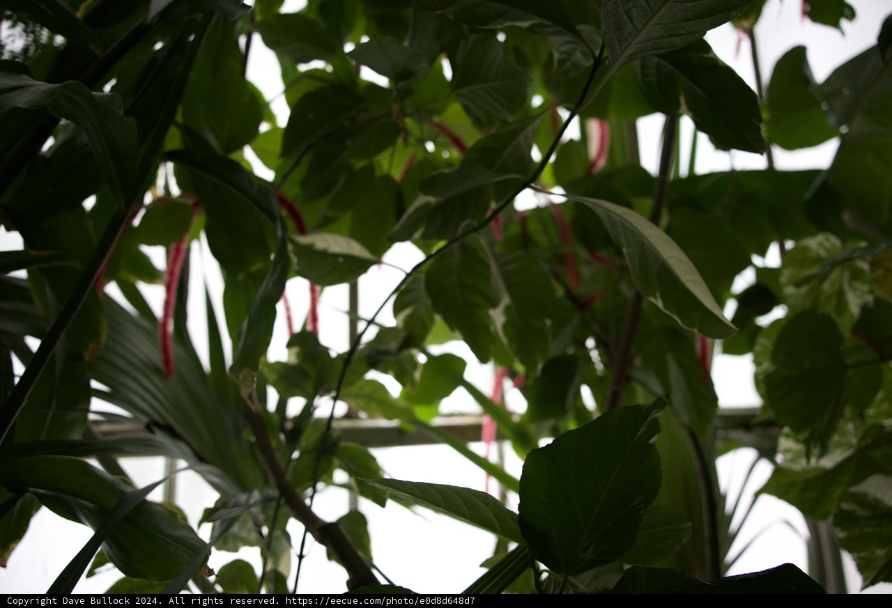 A Glimpse of the Botanical Wonders at Golden Gate Park