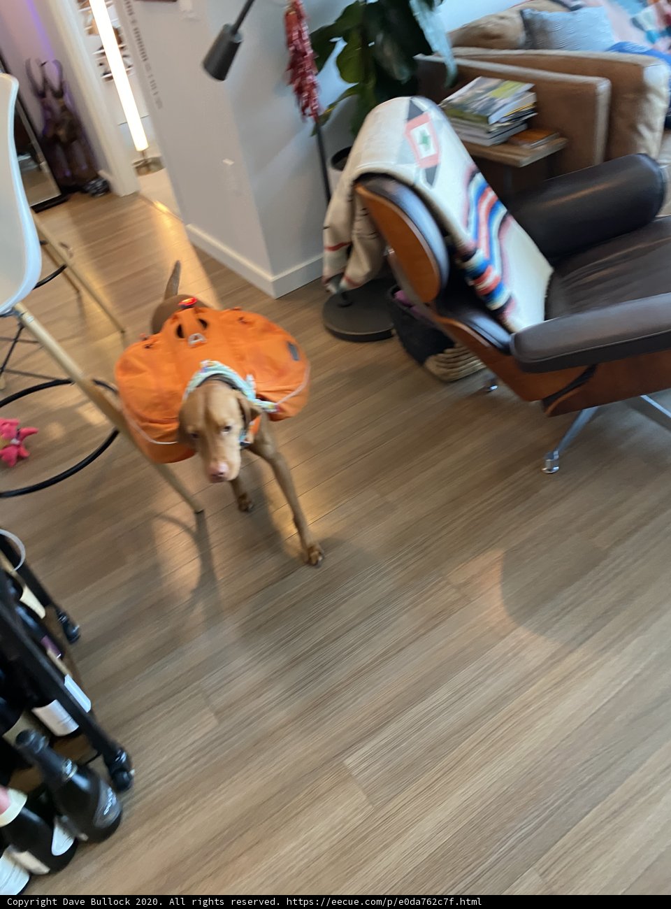 Halloween Hound in Hardwood Home
