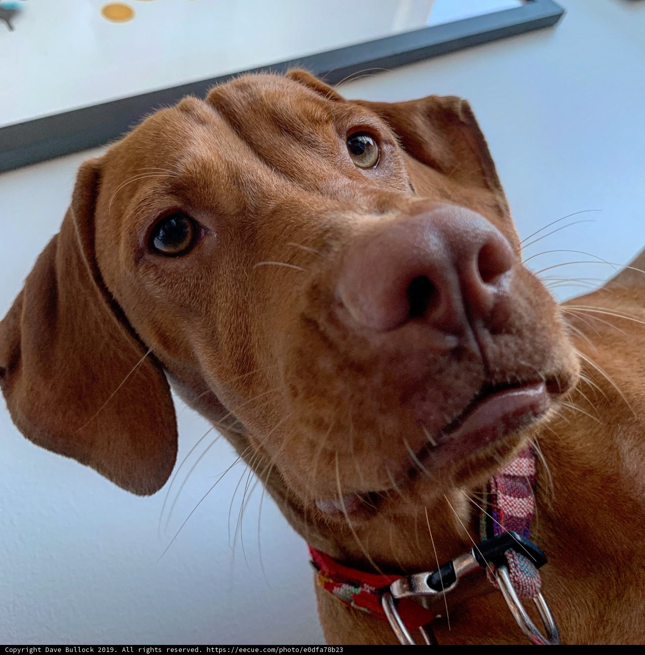 Brown Vizsla in San Francisco