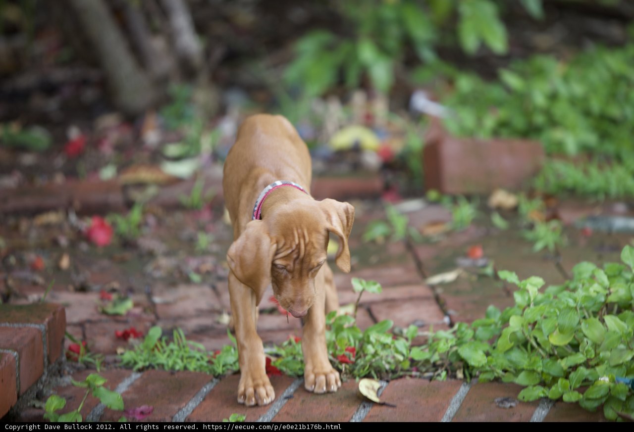 Dog's Exploration on the Brick Walkway