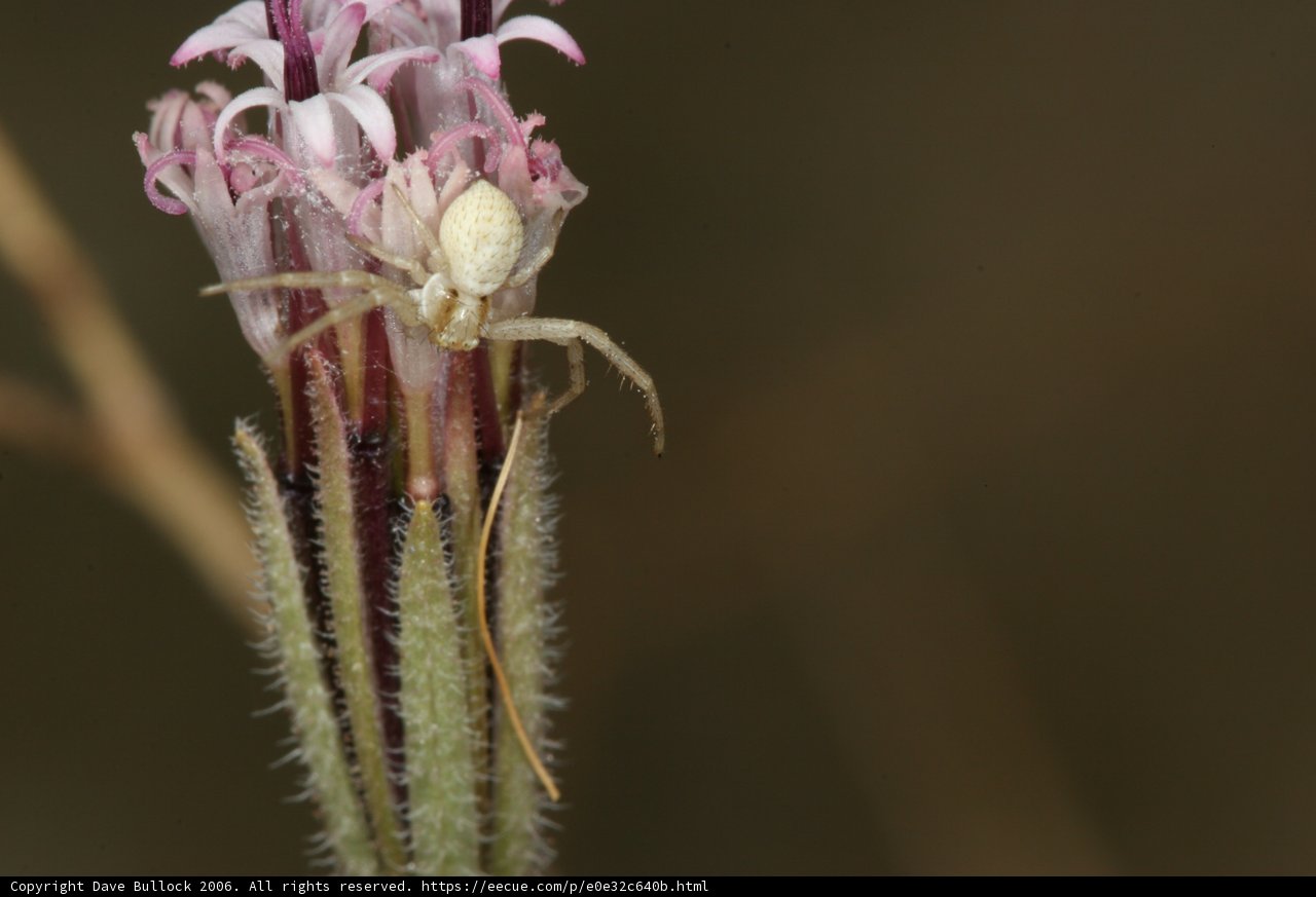 Garden Spider on a White Flower