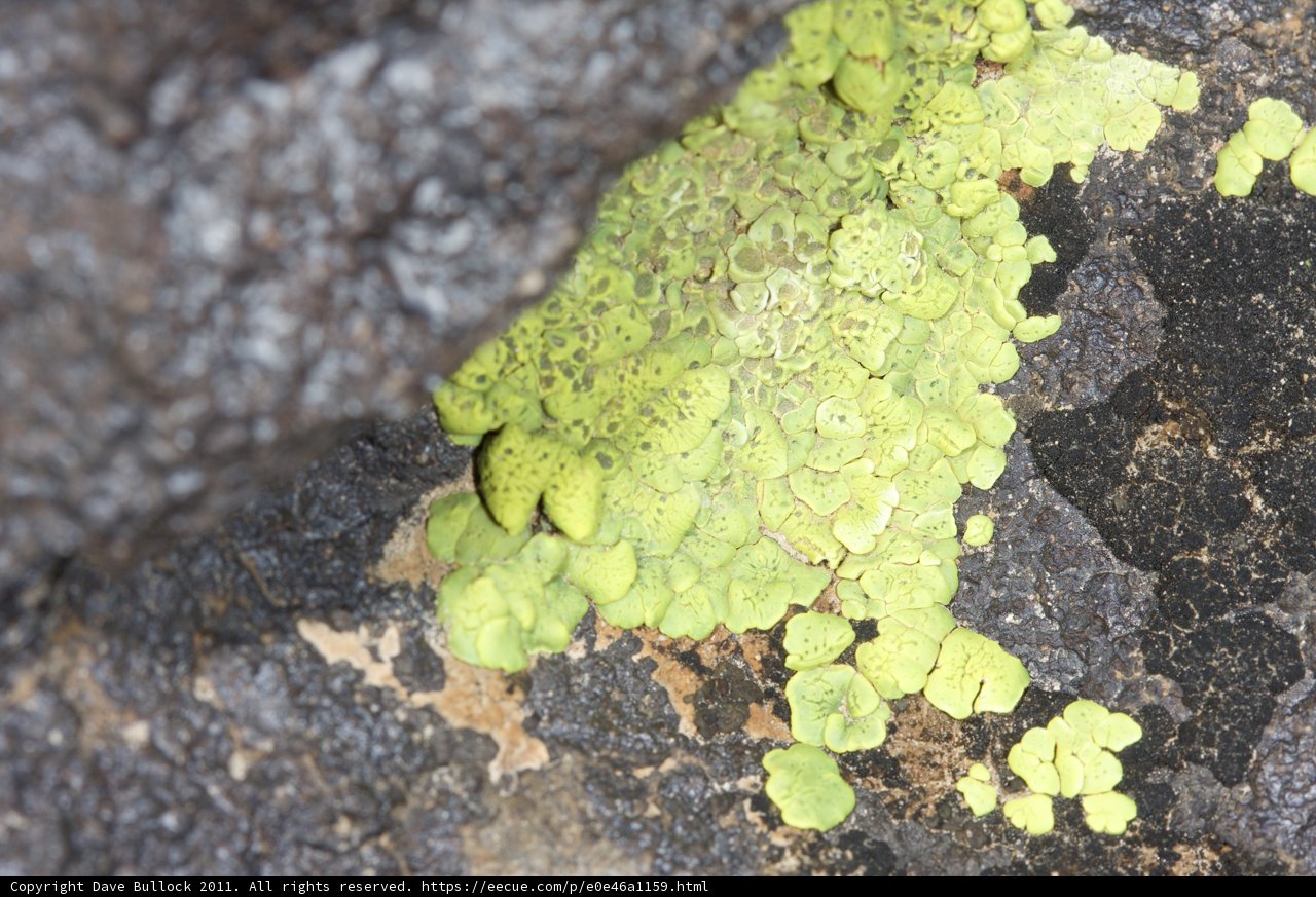 The Evergreen Rock