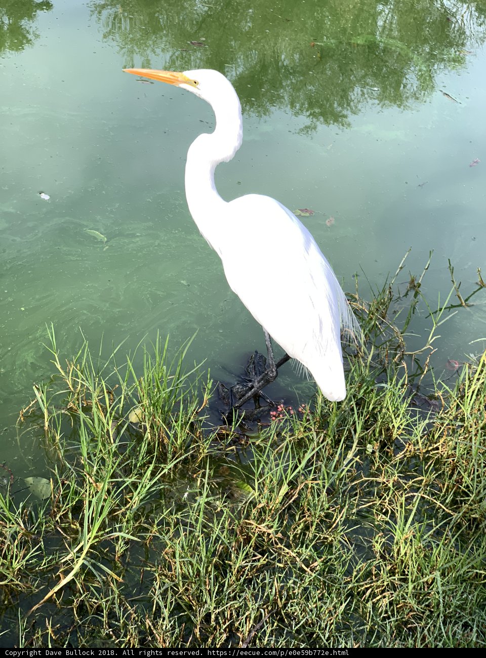Graceful Heron in Water