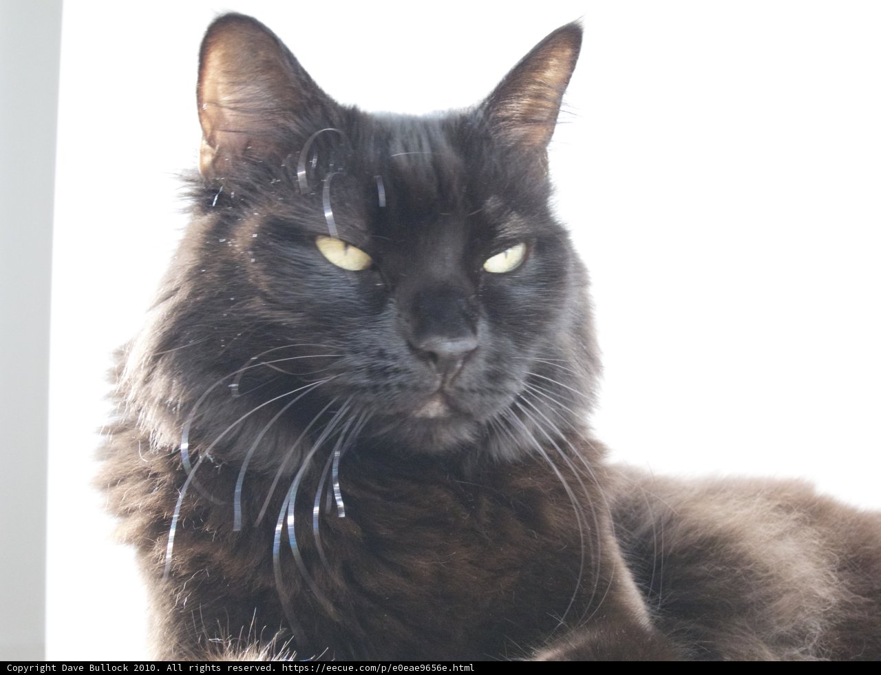 The Mysterious Black Cat