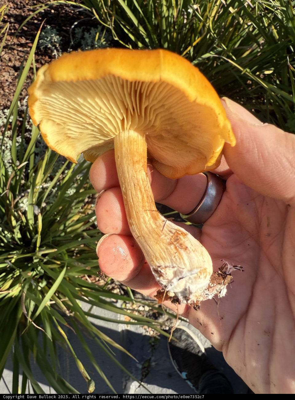 Nature's Fascination