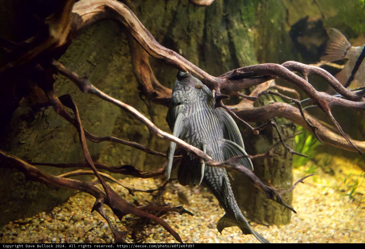 Underwater Serenity at California Academy of Sciences