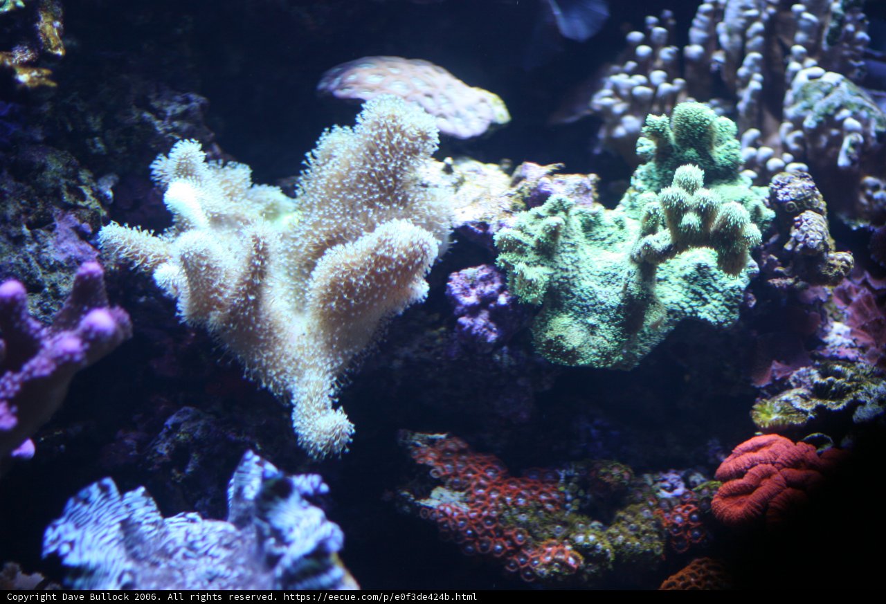 Diversity in the Reef
