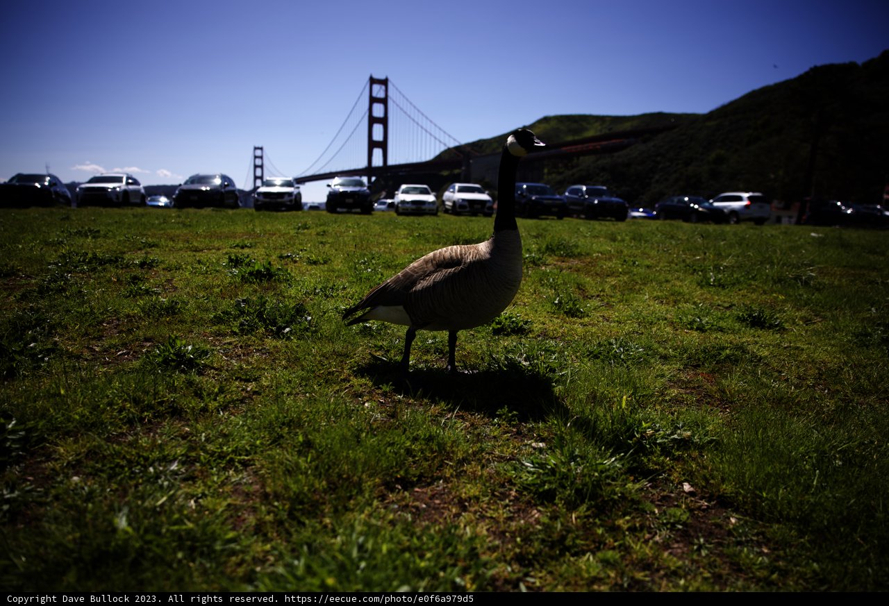 Serenity by the Bridge