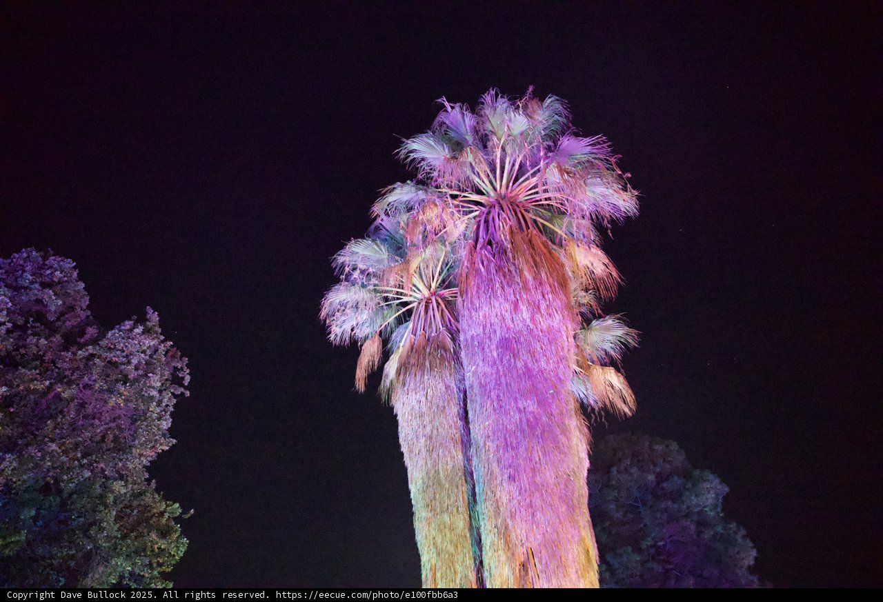 Enchanted Palms in Vibrant Light