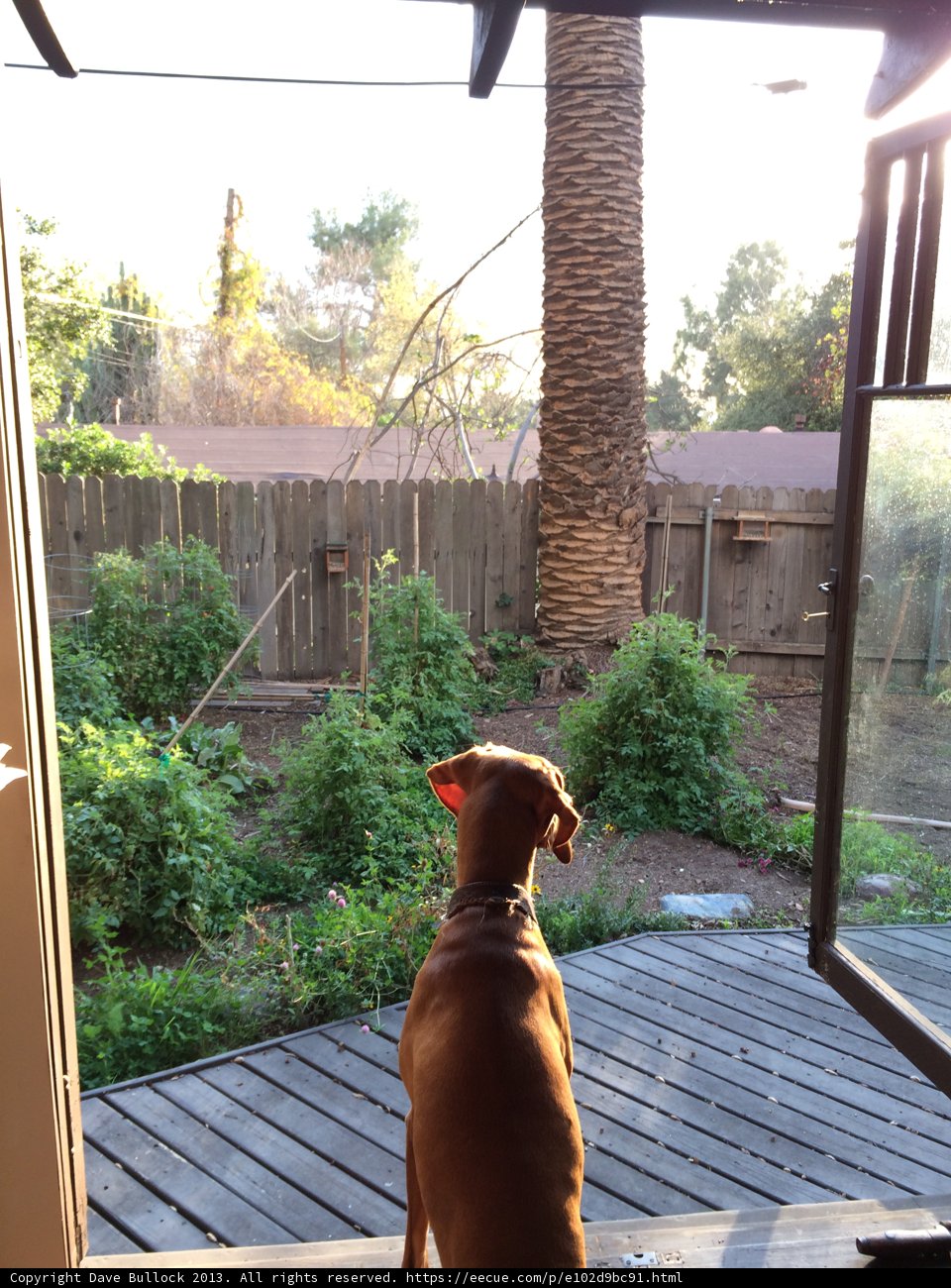 A Canine's View
