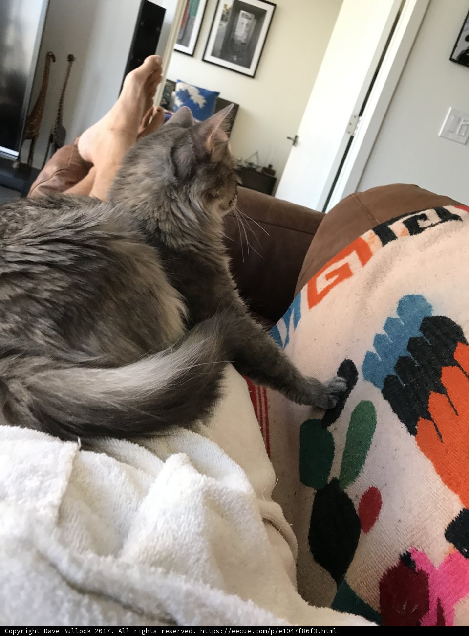 Our Feline Companion