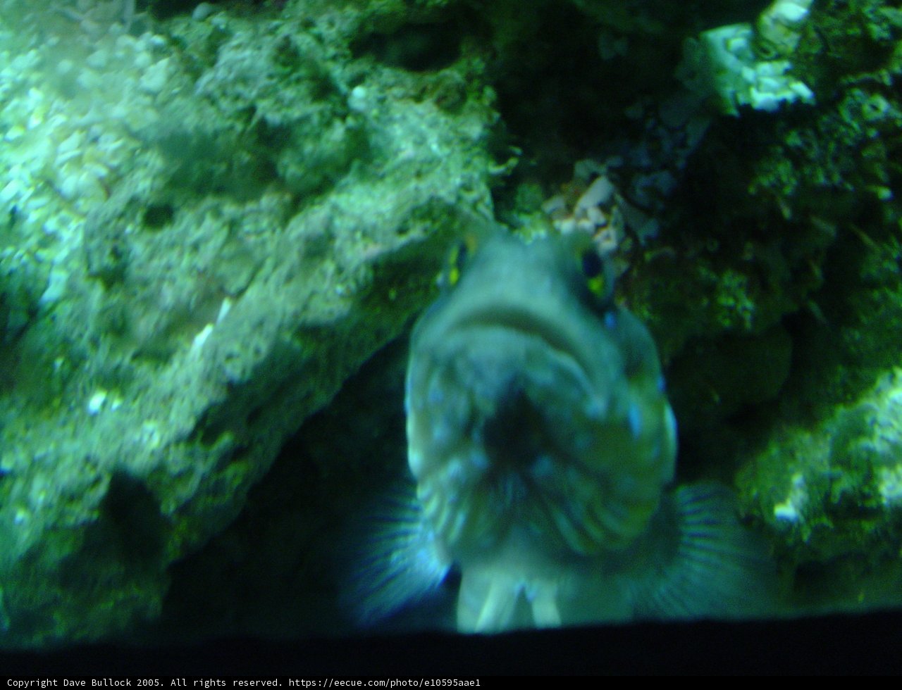 Beauty in the Aquarium
