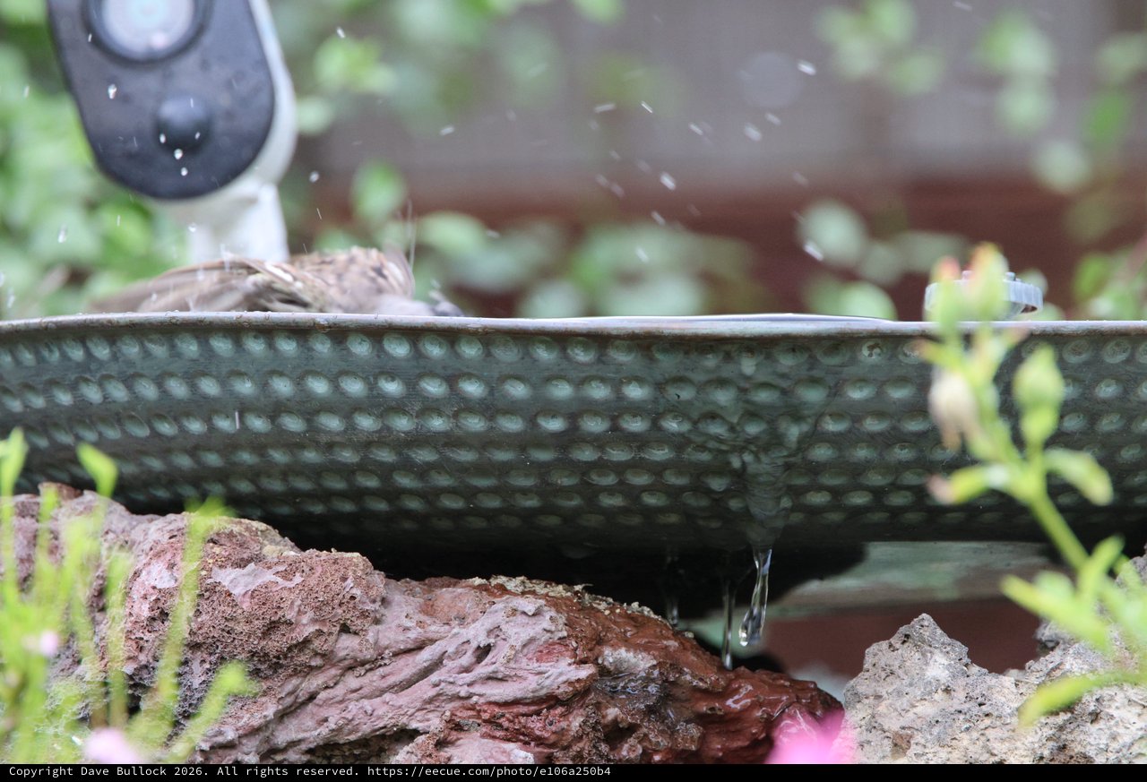 Bird Splashing in Garden Water Bath