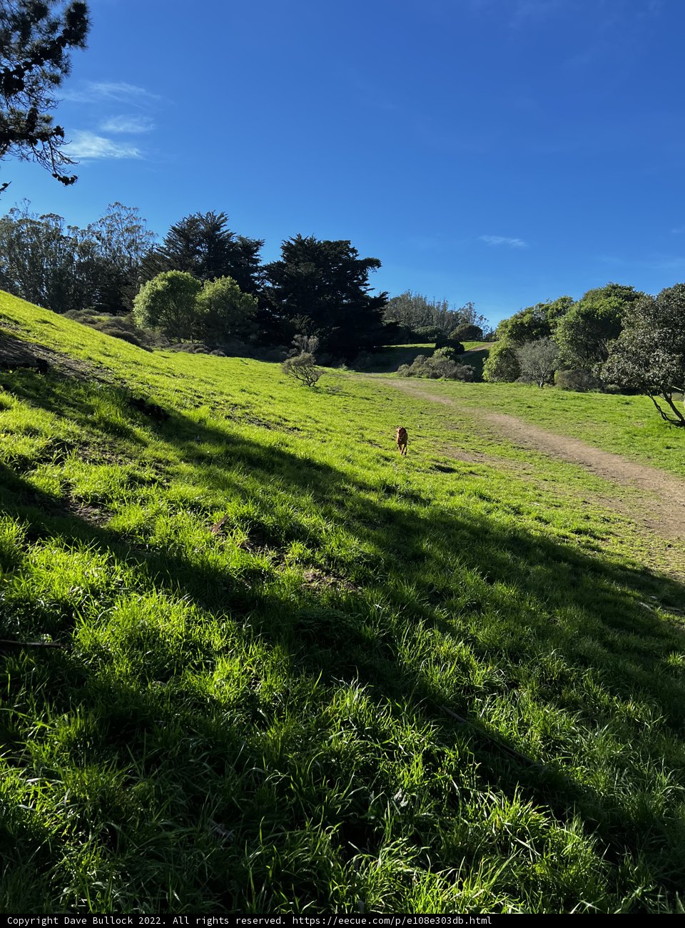 Red Kite Soaring Over a Grassy Field in McLaren Park