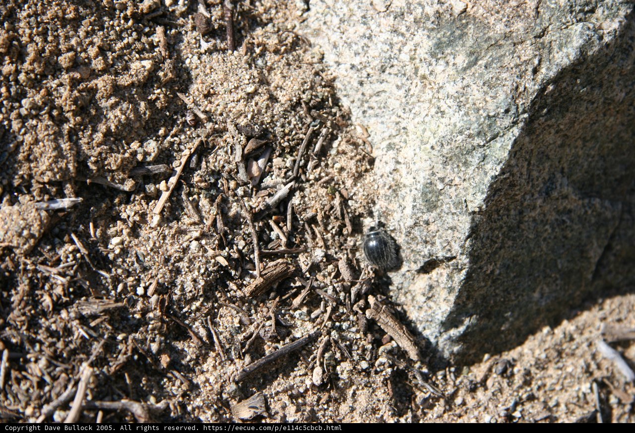 Beetle Among the Rocks