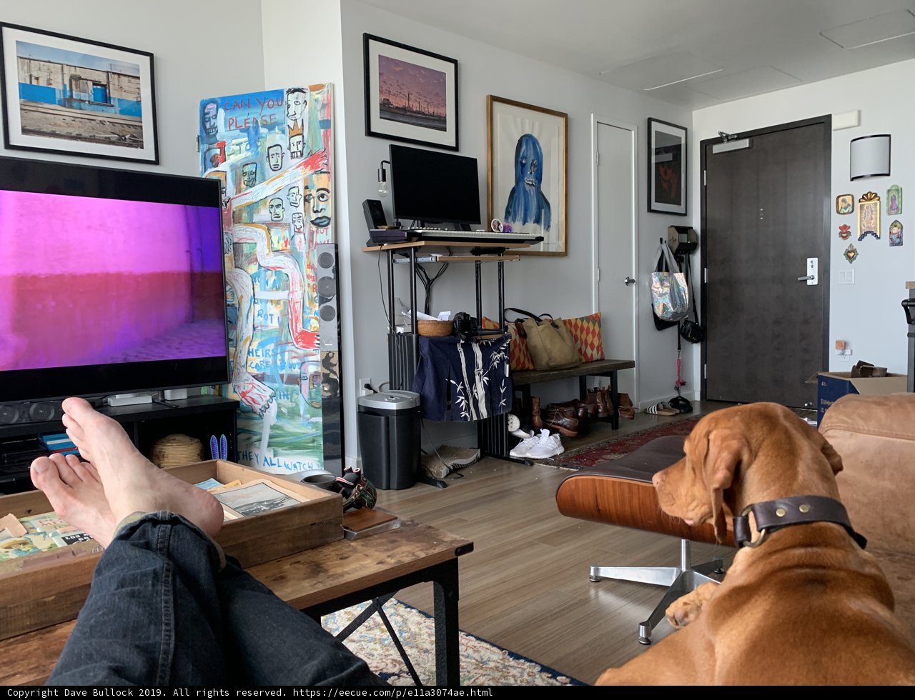 Living Room Relaxation with Furry Companion