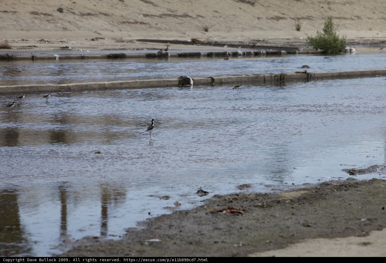 River Bird in its Natural Habitat