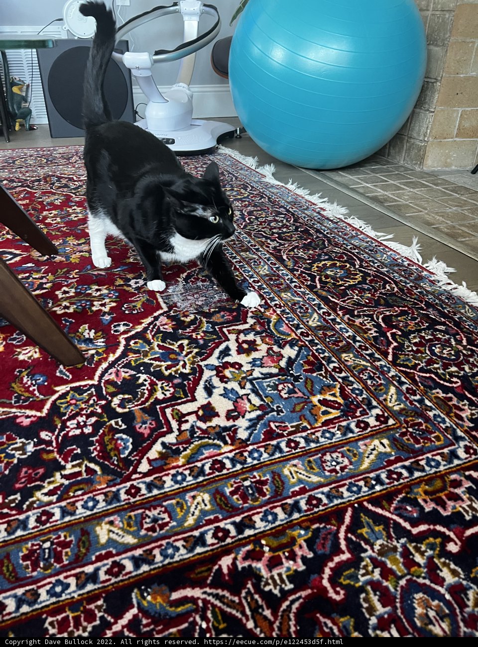 Feline Floor Art