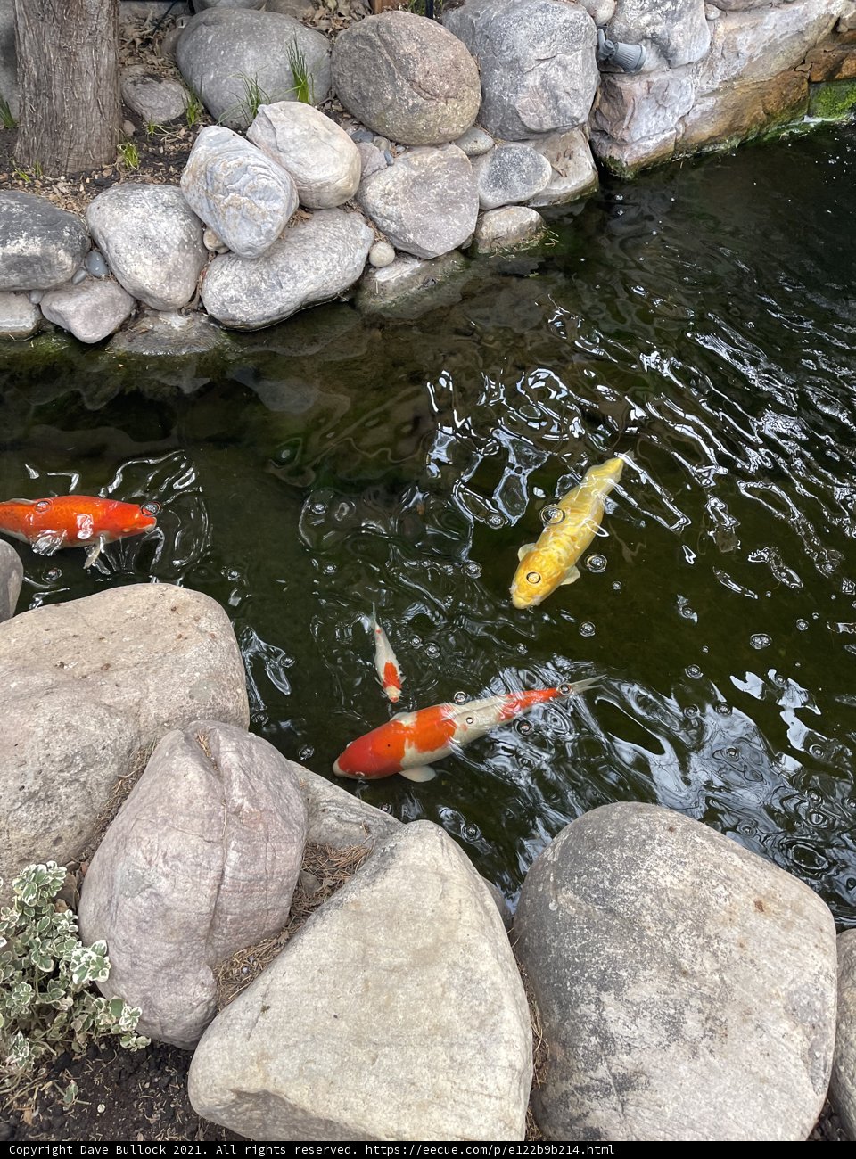 Serene Koi Pond in Santa Fe