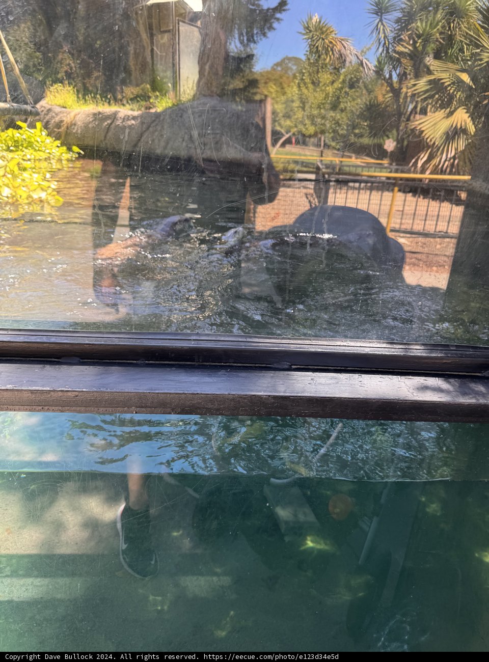 Serene Reflections at the Zoo