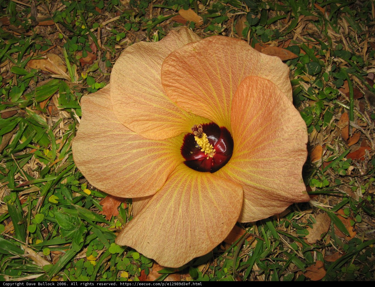 Vibrant Hibiscus Blossom