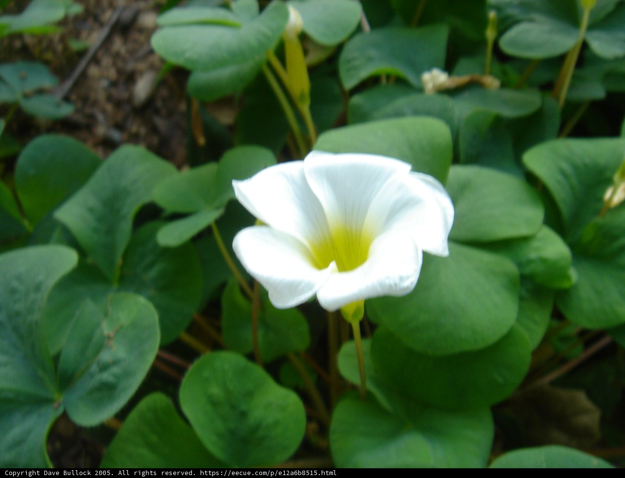 White Geranium